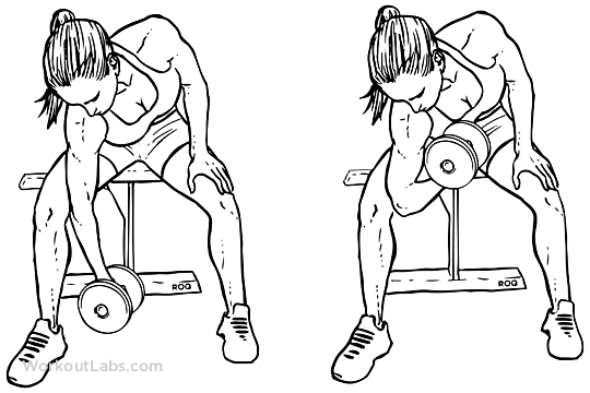 arm-concentration-curls.png