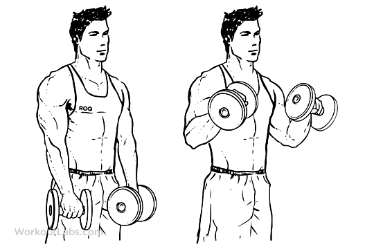 arm-dumbbell-reverse-curl.png
