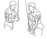 triceps-pull-down.gif